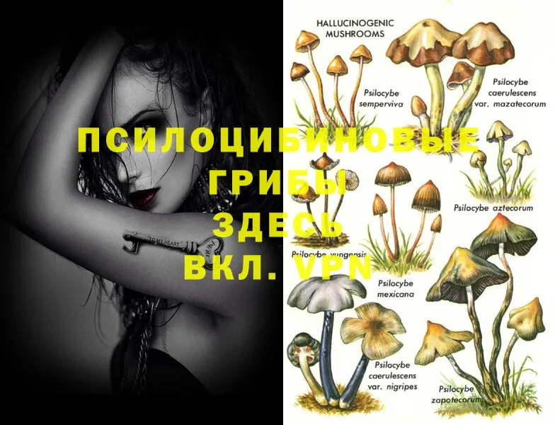 где купить наркоту  Агидель  Галлюциногенные грибы Psilocybine cubensis 